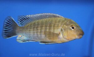 Labidochromis vellicans